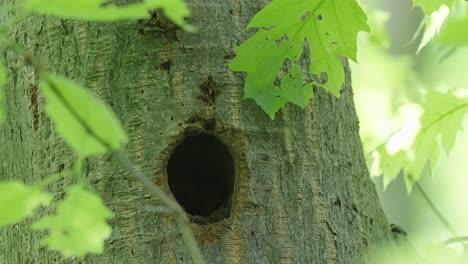 Buntspechtküken-Aus-Der-Baumhöhle