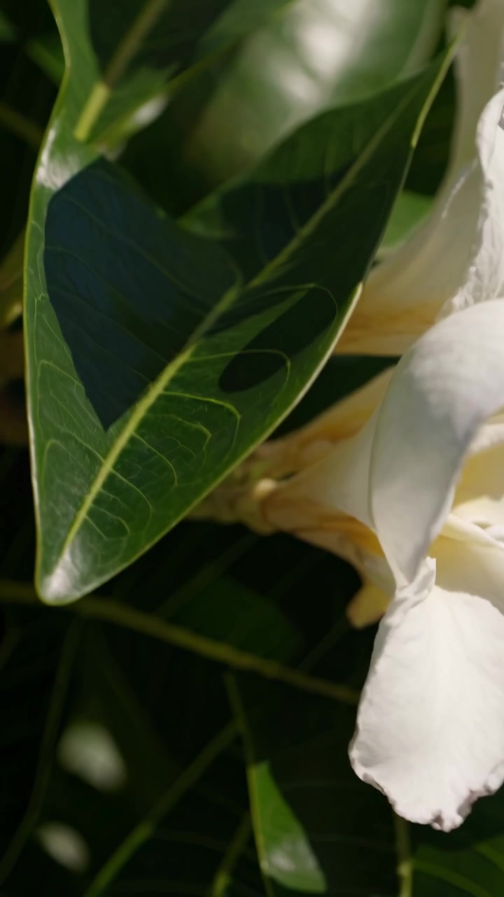 Primo piano di fiori di plumeria bianchi che sbocciano sotto il sole