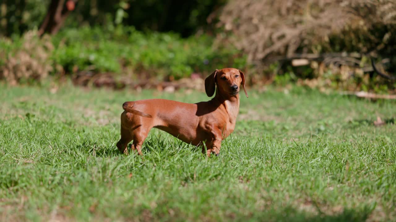 A red dachshund stands on green grass, tilting her head and sniffing the air. The scene captures the dachshund’s curiosity and charm in a tranquil backyard setting.