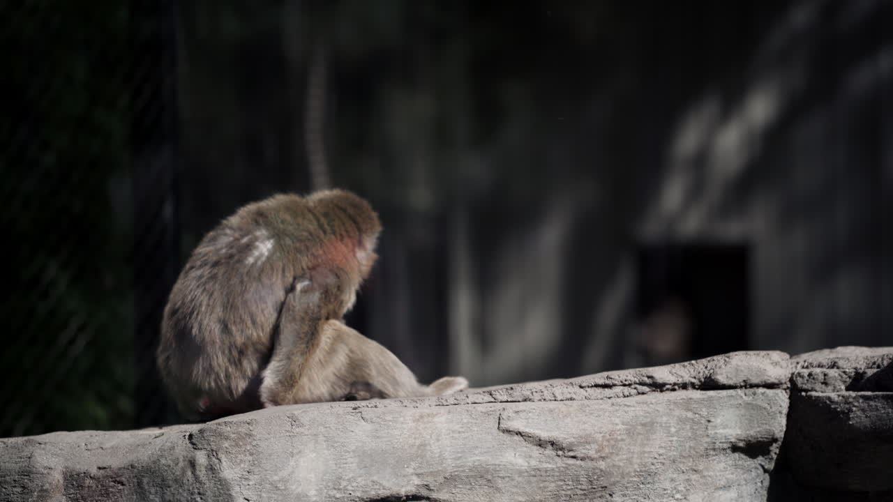 lindo mono bebé recién nacido se abraza a la madre mientras se sienta en una roca en un zoológico