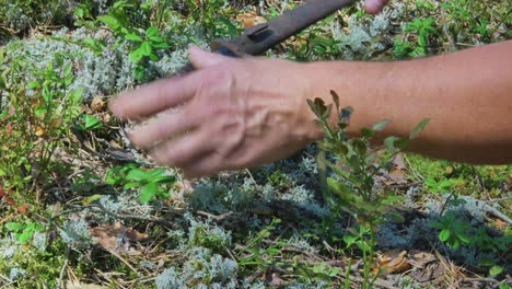 un hombre encuentra una hoja de daga de arma de rifle en el musgo del bosque