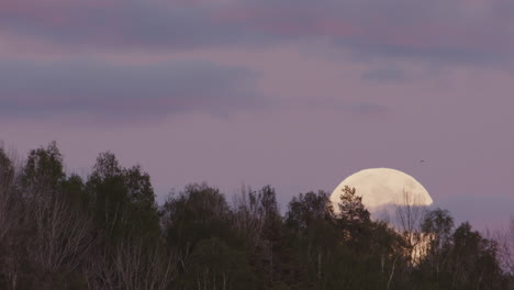 Dämmerung,-Vollmond-–-Ein-Riesiger-Vollmond-Geht-Hinter-Einem-Wald-In-Schweden-Auf