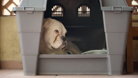 Beautiful-white-boxer-dog-peacefully-resting-in-kennel