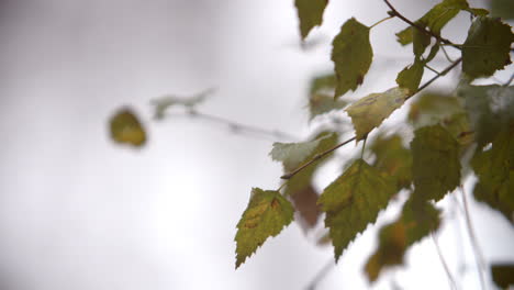 Close-Up-Of-Leaves-On-Tree-In-Autumn-Woodland