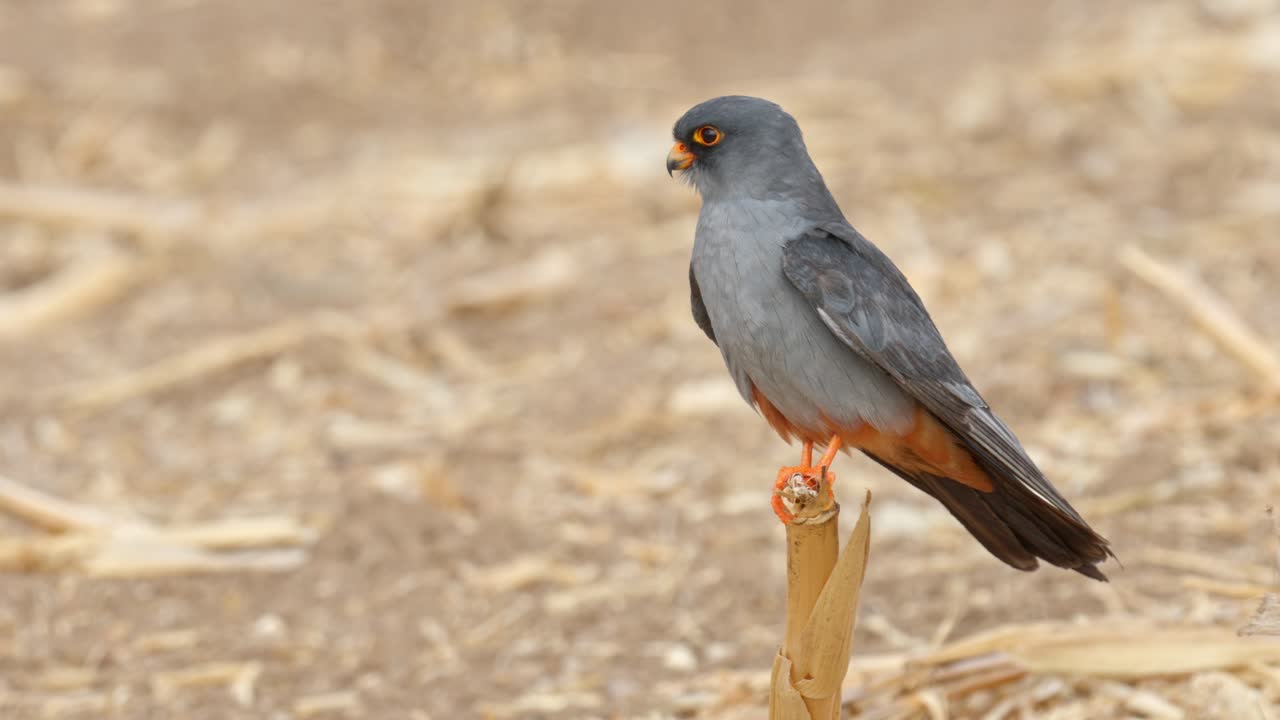 A red-footed falcon perched on a branch in a field, looking around in search of prey