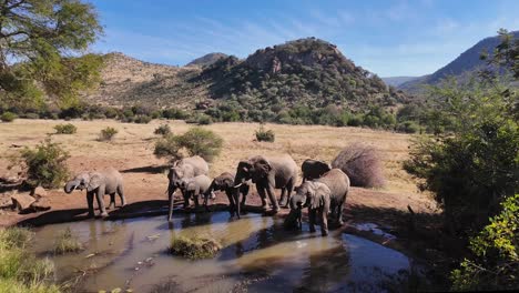 africans elephants at rustenburg in north west south africa