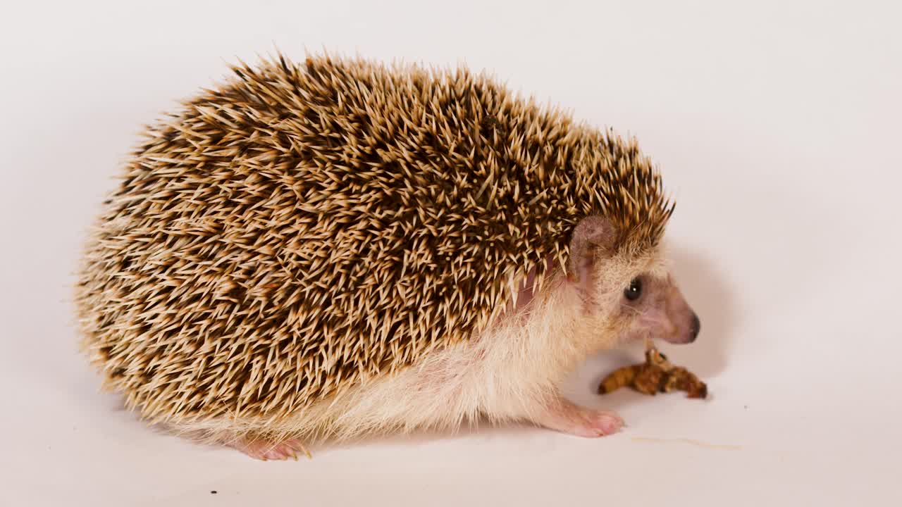 Ein afrikanischer Zwerg-Igel frisst eine Mehlwurmlarve vor einem schlichten weißen Hintergrund