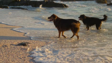 dogs playing in the beach 4k