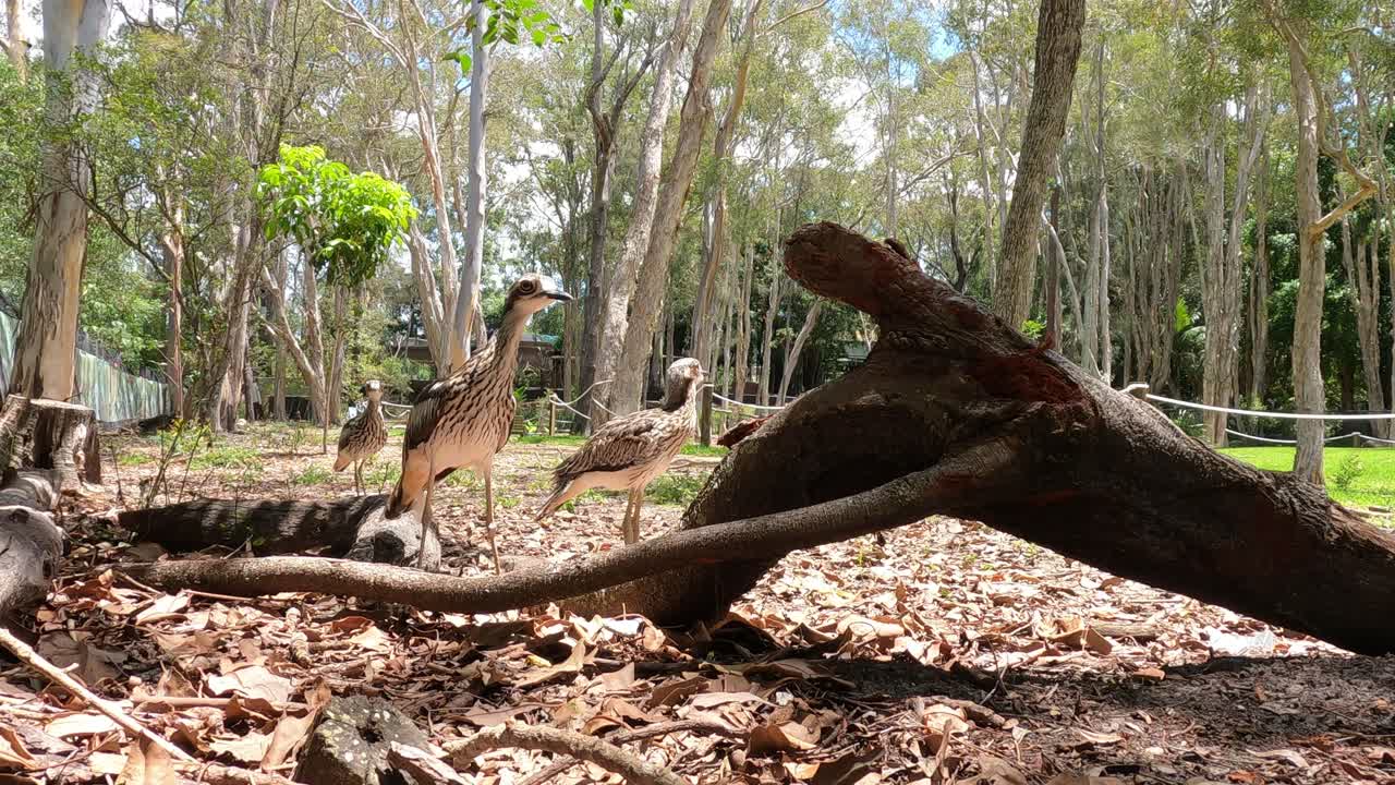 Kangaroo moves past log in natural forest setting