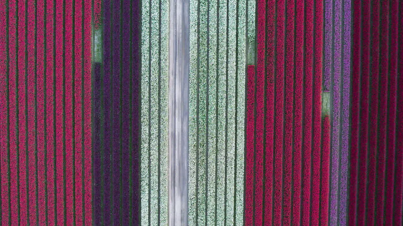 Aerial View of Vibrant Tulip Fields