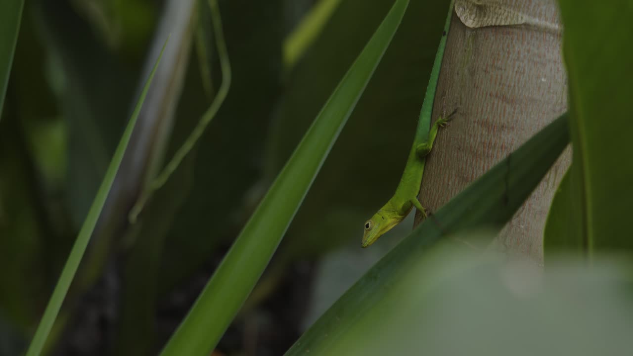 Anolis Marmoratus Leopard anolis camouflaged in garden