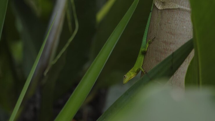 Anolis Marmoratus Leopard anolis camouflaged in garden