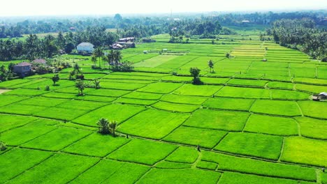 peaceful green landscape with rice fields of agricultural farm separated by narrow alleys on tropical island with palm trees, thailand