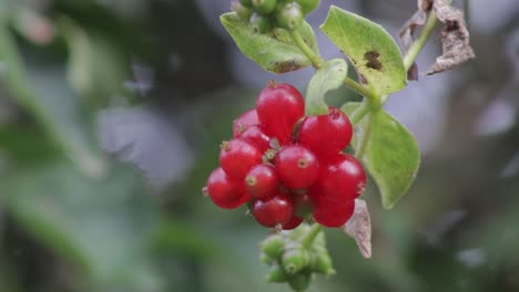 Eine-Nahaufnahme-Eines-Klumpens-Leuchtend-Roter-Geißblattbeeren,-Die-Samen-Enthalten