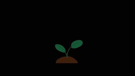 Plant-with-2-leaves-grows-and-germinates-on-dirt-mound-on-black-background-overlay