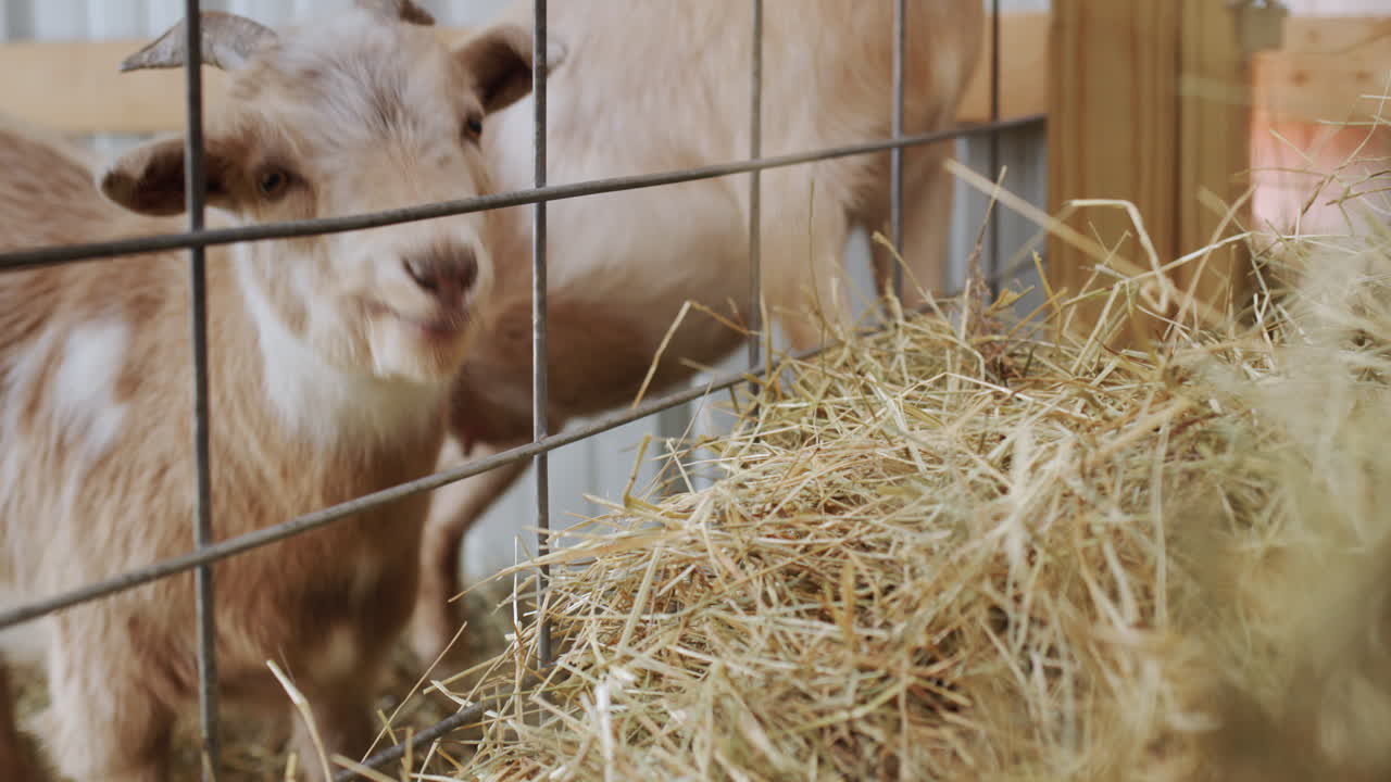 Several goats in the barn eat hay. Stretch heads through the fence