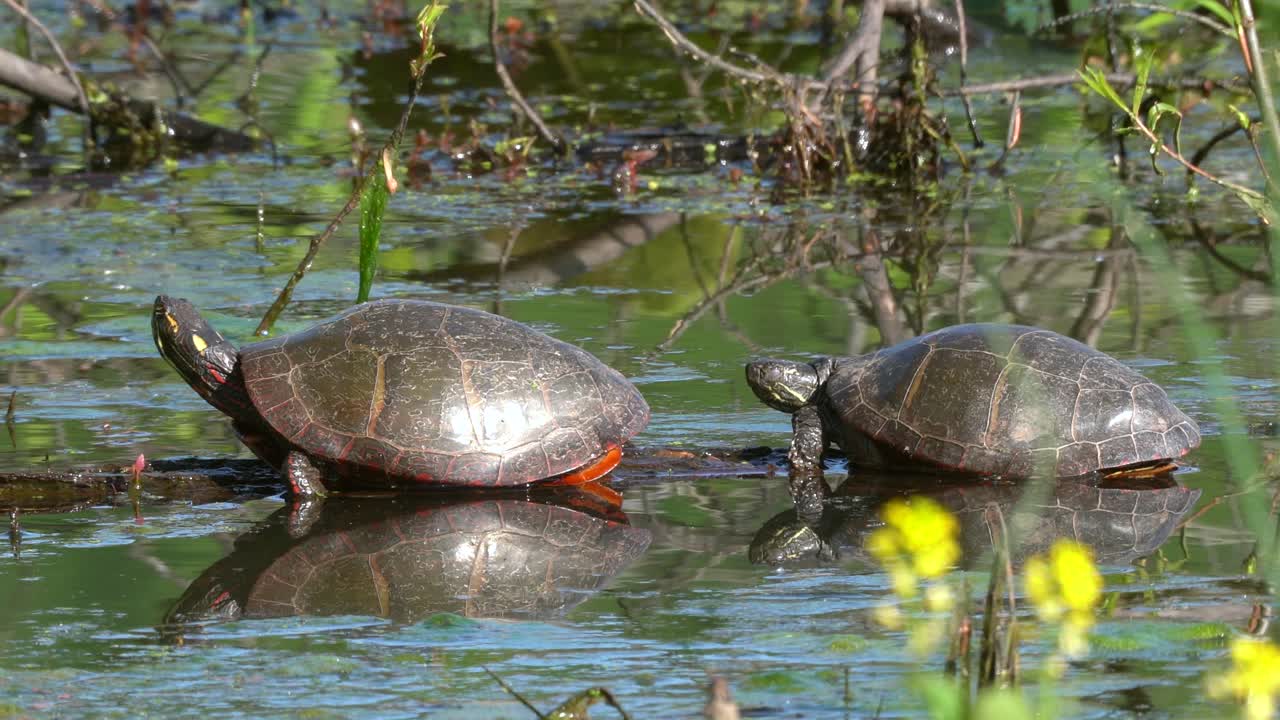 Two painted turtles resting on a submerged log