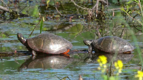 two painted turtles resting on a submerged log