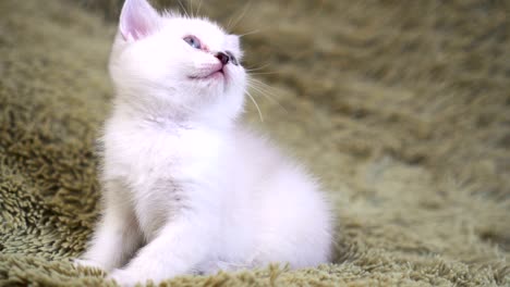 cute white kitten sitting on the bed