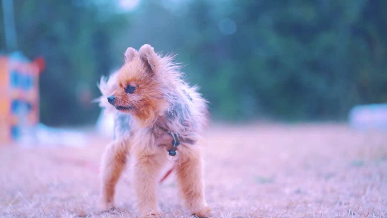 Adorable cute Purebred dog in forest, Yorkshire Terrier  smiling while looking to camera.