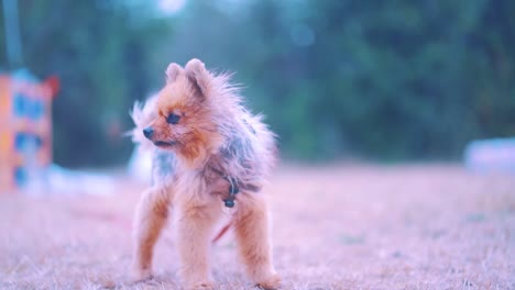 adorable cute purebred dog in forest, yorkshire terrier  smiling while looking to camera.