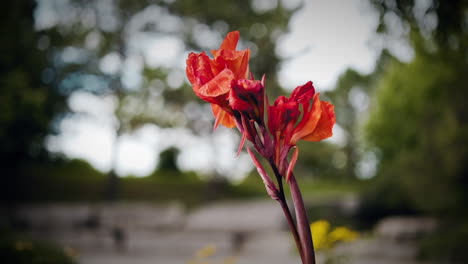 vibrant red flower in a vast garden