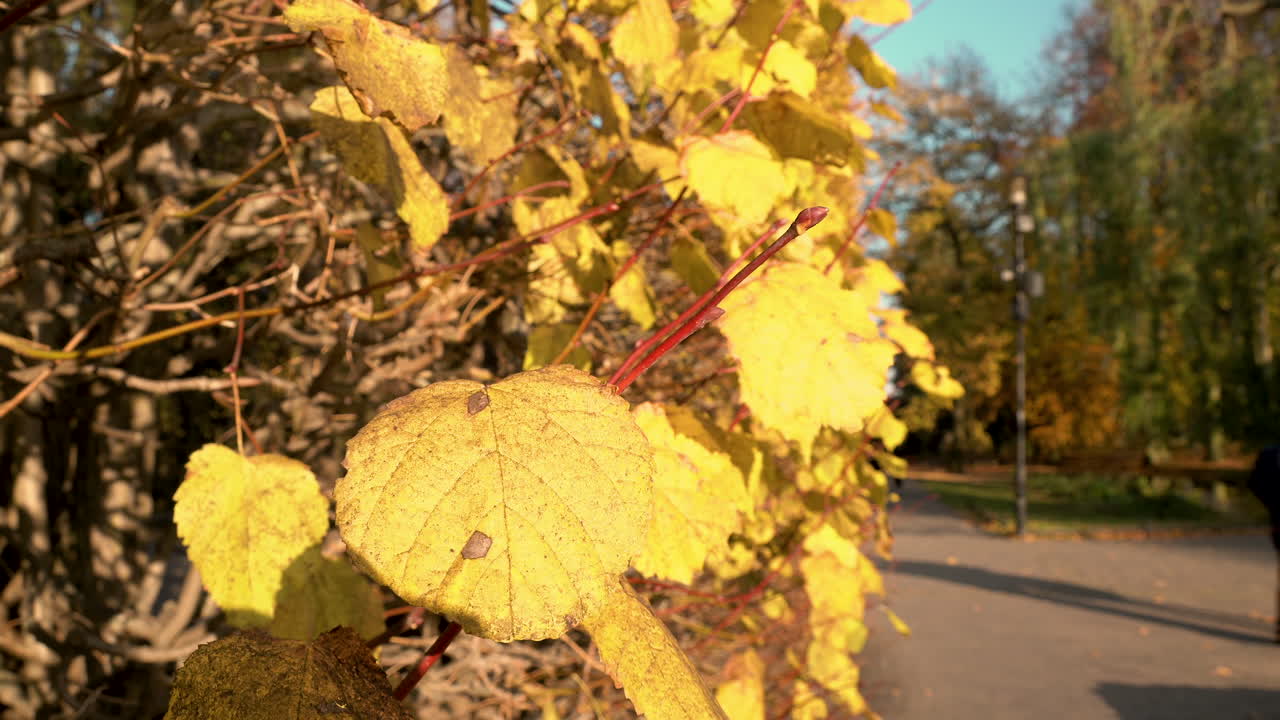 hojas doradas en un día soleado durante el otoño en el parque oliwski, gdańsk, polonia