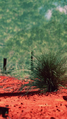 close-up of grass growing in red dirt