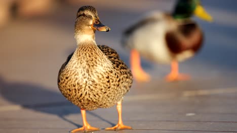 Mallard-duck-out-of-water,-walking-around-during-sunset,-cinematic-look