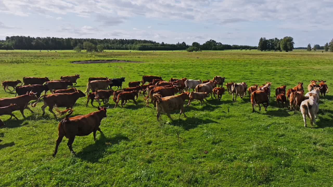 Drone di mandria di bovini in movimento che simboleggia l'equilibrio della biodiversità nel prato baltico