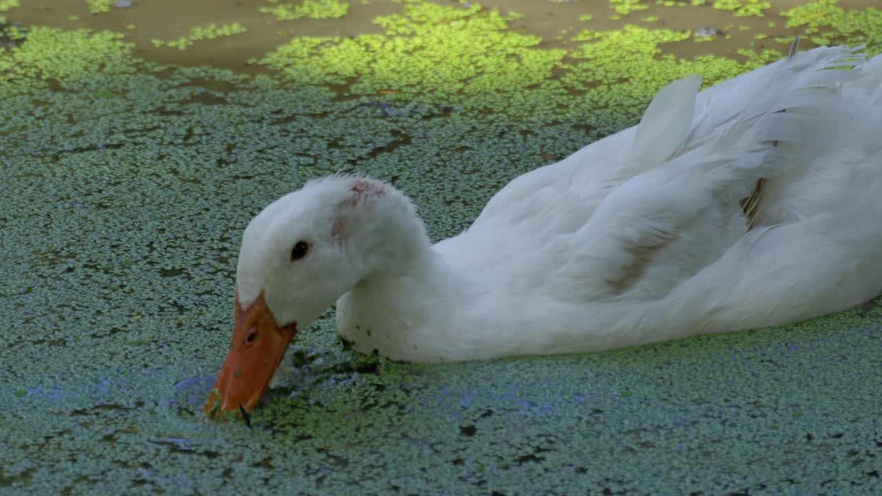 A peaceful duck glides through a lush green pond showcasing nature's beauty and serenity