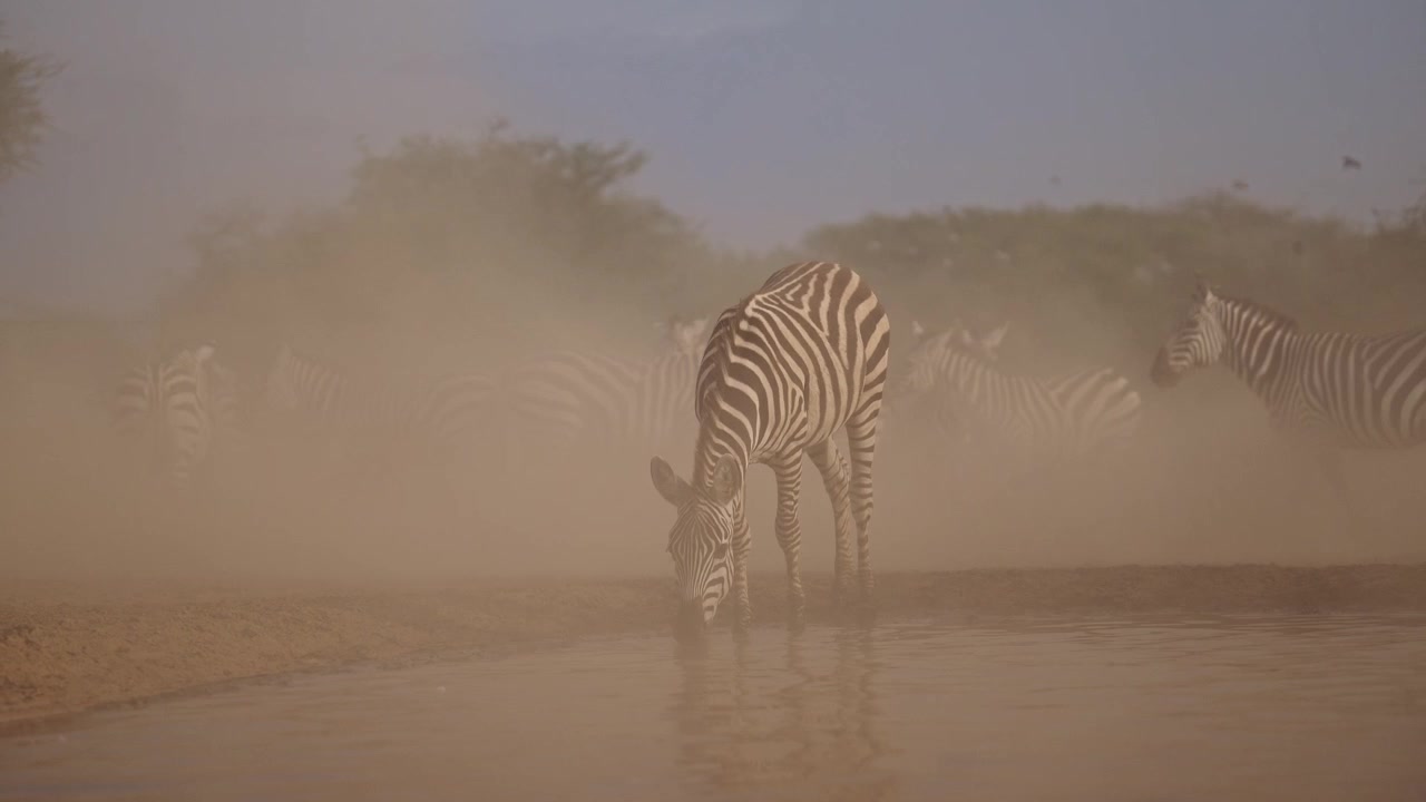 Slow Motion Dusty Scene with Zebra Drinking Water in teh Dust in Dry Season at Watering Hole, African Wildlife Safari Animals in Africa in the wild in natural habitat at a Waterhole, Low Angle Shot