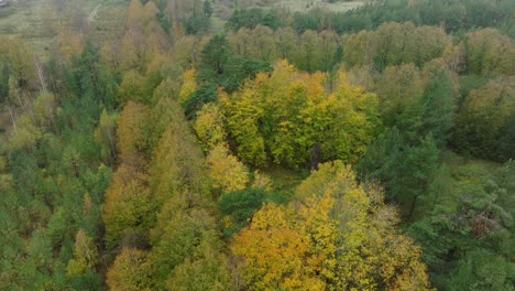 Establishing-view-of-the-autumn-linden-tree-alley,-empty-pathway,-yellow-leaves-of-a-linden-tree-on-the-ground,-idyllic-nature-scene-of-leaf-fall,-overcast-autumn-day,-wide-drone-shot-moving-forward