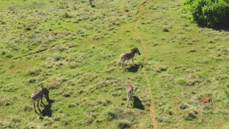 drone aerial of zebra's grazing on spring grass in the wild early morning