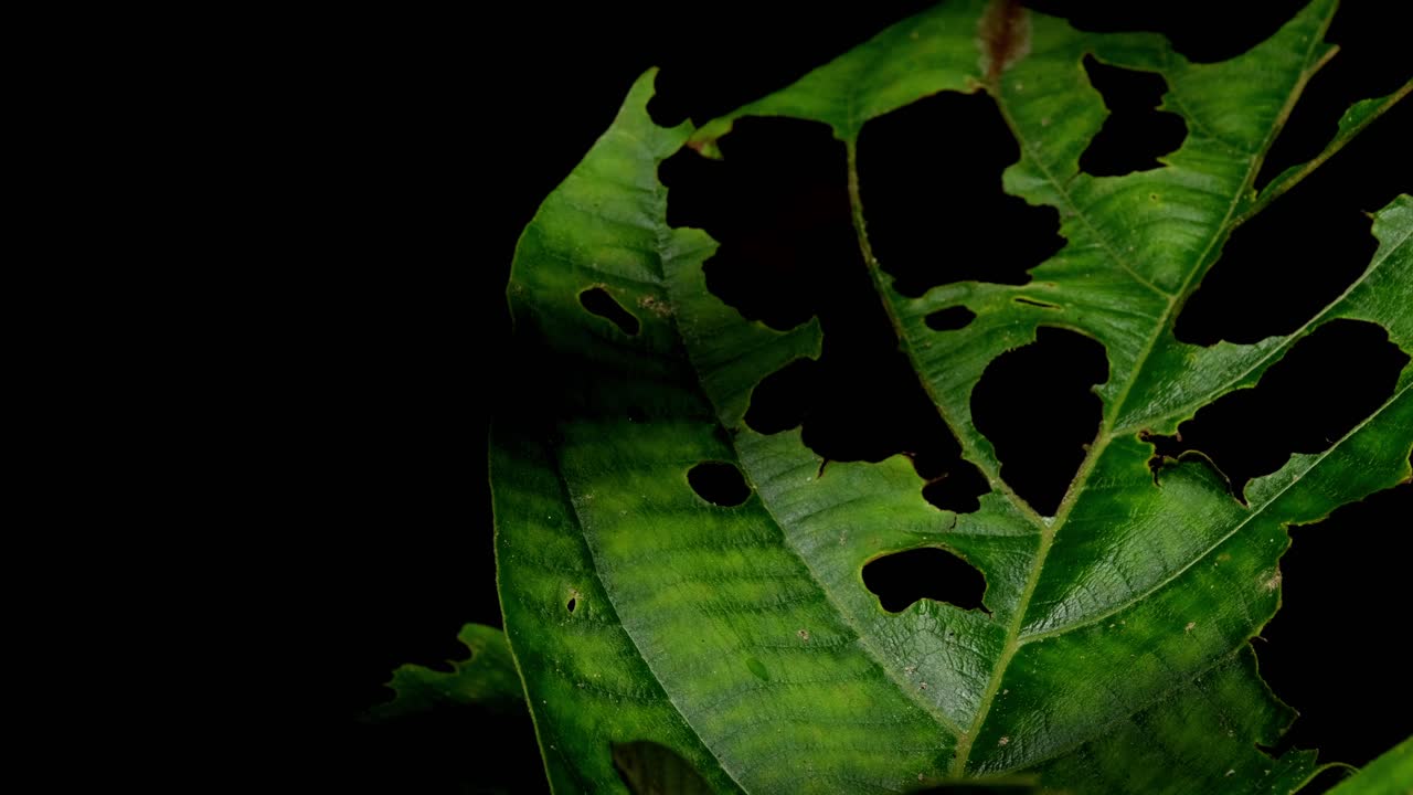 태국 의 카엔그 크라천 국립 공원 에서 다른 나비 들 이 날아다니며 잎 에 날개 를 흔들고 있는 나비 인 세포라 주디스 (cepora judith) 에 그림자 를 던지는 잎
