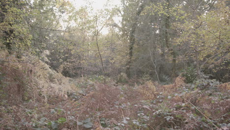 Autumn---Fall-Backdrop-Of-Woods-In-Golden-Colours---Ungraded