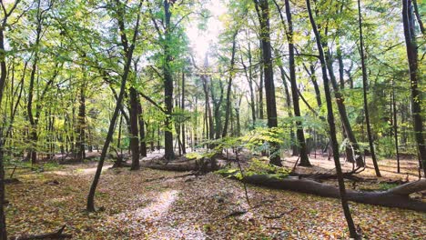 cámara lenta en el bosque