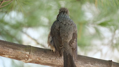 bulbul de orejas marrones acicalándose encaramado bajo un pino - vista posterior