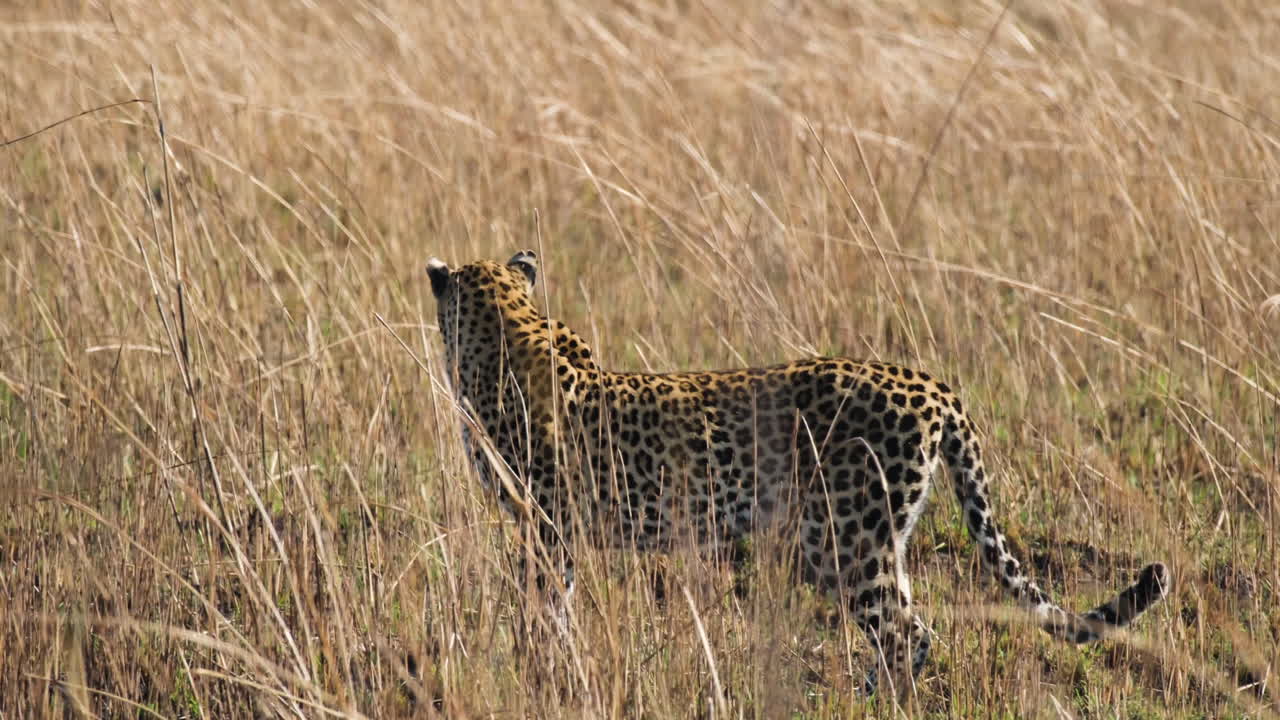leopardo africano vagando por la hierba. primer plano, disparo de seguimiento