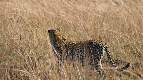 african leopard roaming through grass. closeup, tracking shot