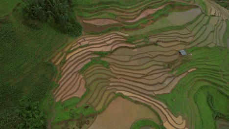 aerial view of lush green terraced rice fields with farmers