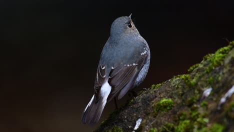 Dieser-Weibliche-Rotschwänzchen-Ist-Nicht-So-Farbenfroh-Wie-Das-Männchen,-Aber-Sicher-So-Flauschig-Wie-Ein-Knäuel-Eines-Niedlichen-Vogels