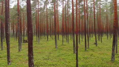 mysterious green forest woodland in a overcast weather, drone flying backward