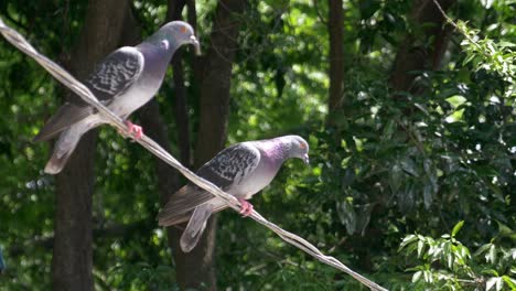 pigeons on a wire