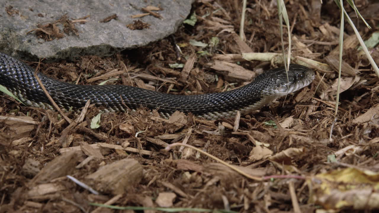 serpiente de rata negra en el suelo del bosque - plano general