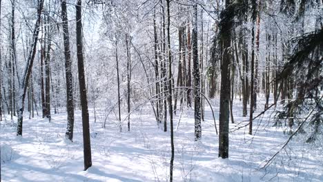 Fliegen-Zwischen-Den-Bäumen-Im-Verschneiten-Waldwinter.