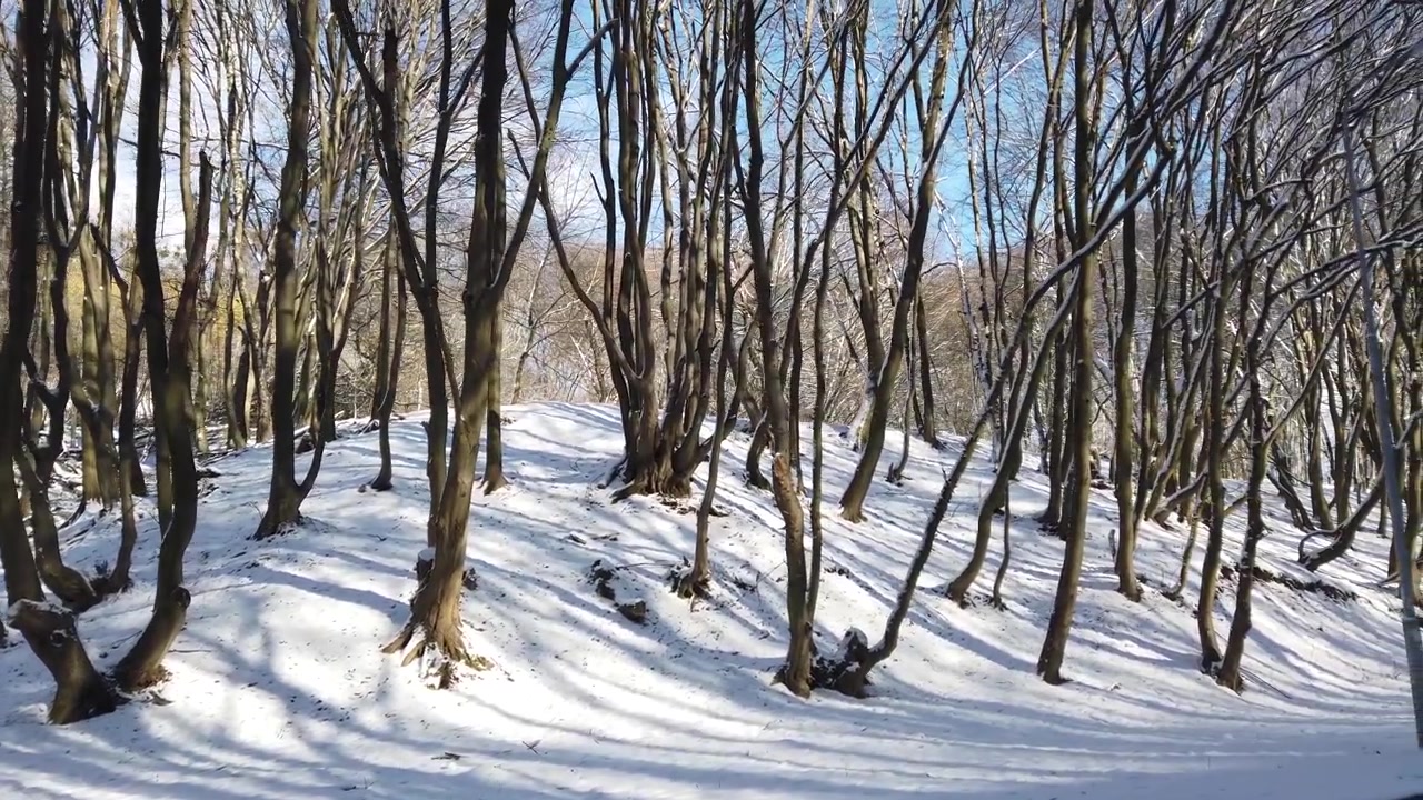 Parco invernale. Neve e sole