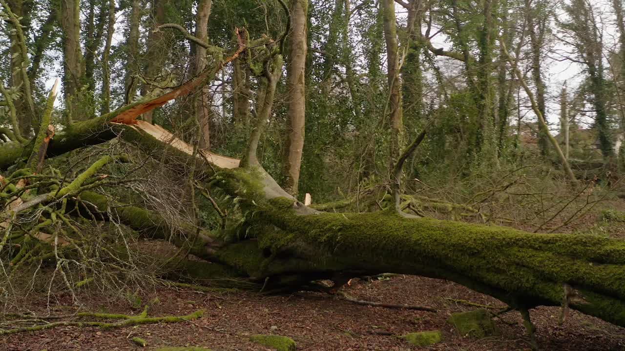Uprooted tree and muddy ground in a storm impacted forest clearing, detailed closeup of broken roots and cracked branches, Barna Woods, Galway Ireland