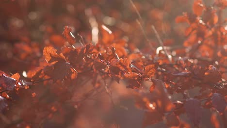 golden autumn leaves waving on the wind in the morning sun with a blurry background