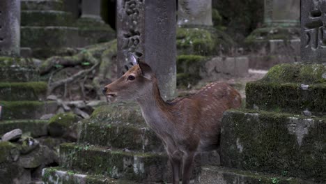 beautiful deer animal at nara tōdai-ji buddhist temple in japan